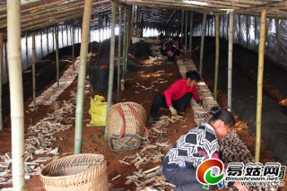 貴州：錢相鄉(xiāng)竹蓀種植助農增收 ()