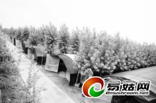 走進香菇世界的海歸學子帶富一方百姓 建成京郊最大的鮮香菇生產加工基地 ()