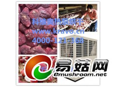 红菇烘干机  汕头市科维奥红菇干燥设备图1