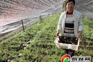 云南華坪縣首次成功引進羊肚菌示范種植 ()