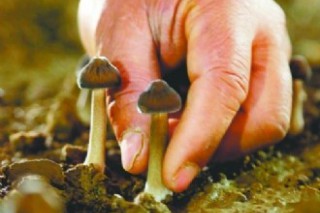 廣東中山：吳氏兄弟引種黑皮雞樅菌  成功培育出“菌中之王” ()