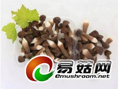 黑皮鸡枞菌供应图1