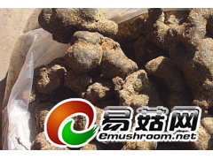 大量收购猪苓种子图1