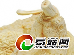 求购天麻鲜品图1