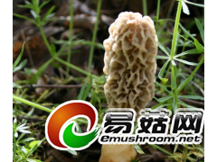 诚信收购羊肚菌图1