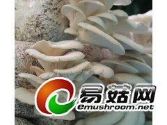 大量求购平菇栽培种图1
