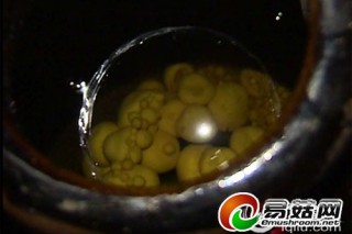 德州一農(nóng)戶地下埋酒7年 酒壇長(zhǎng)出一堆大“靈芝” ()