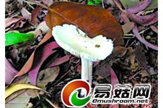 白云山毒菇 一兩就致命 ()