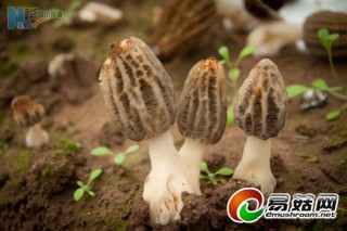 四川金堂：羊肚菌產(chǎn)業(yè)漸成規(guī)模  “菌菜”輪作效益高 ()