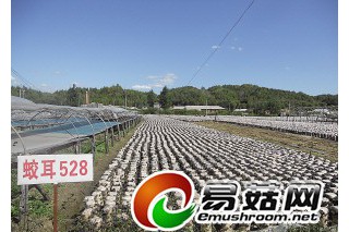 蛟河市“黃松甸黑木耳”地理標(biāo)志商標(biāo)申報(bào)成功 ()