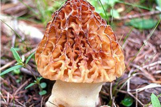林下培育羊肚菌 產(chǎn)量每畝達(dá)400斤 ()