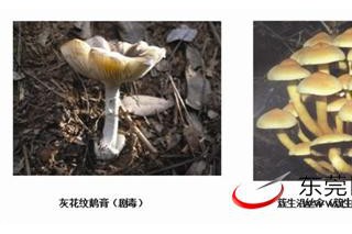 看仔細(xì)！這些蘑菇有毒 別采食，別買賣 ()