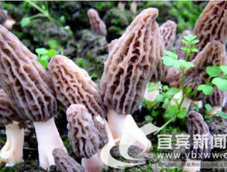 羊肚菌致富：“半路出家”的王大權(quán) ()