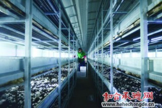 承德發(fā)展食用菌產(chǎn)業(yè) ()