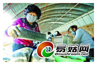 武川食用菌產(chǎn)業(yè)帶領(lǐng)村名通往致富之路 ()