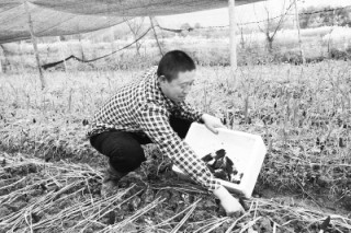 羊肚菌人工栽培在綿竹取得成功 ()