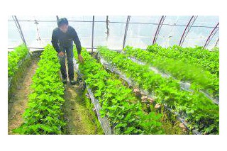 蘑菇住進(jìn)草莓家每棚收入翻一番 ()