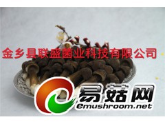 黑皮鸡枞菌，鸡纵菌图1