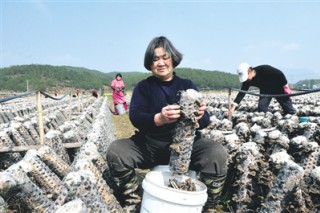 福建省下洋村民喜摘木耳