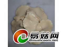 盐渍平菇图2