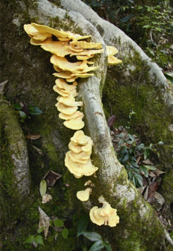 黄蘑菇