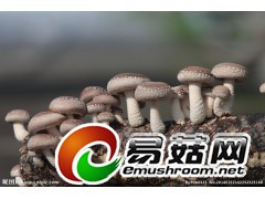 鲜香菇即将大量上市图1
