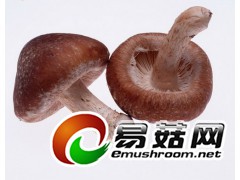 鲜香菇即将大量上市图2