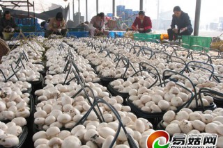 “蘑菇之鄉(xiāng)”舊題新解：嘉善種植廢水循環(huán)利用 ()