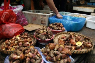云南野生菌提前上市 見手青被搶購 ()