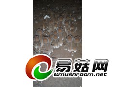 黑皮鸡枞菌供应图1