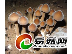 黑皮鸡枞菌菌种 鸡枞菌栽培技术 特色食用菌种植 金乡联盛菌业图2