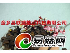 黑皮鸡枞菌菌种 鸡枞菌栽培技术 特色食用菌种植 金乡联盛菌业图3