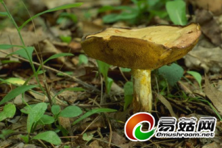 云南昆明市研究所多舉措 升級食用菌產(chǎn)業(yè) ()