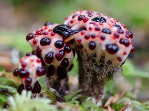 不尋常的美麗和性感：20種罕見蘑菇 (14)