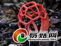 红笼头菌