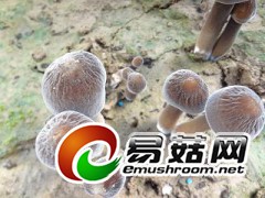 黑皮鸡枞菌菌种图3
