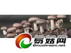 供应新鲜808白面香菇图1