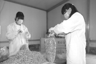 山西：小鎮(zhèn)北蟲草新品 年產(chǎn)值1200萬 ()