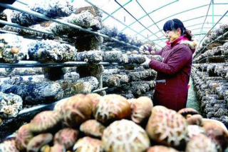 三門峽食用菌致富經(jīng)：規(guī)?；a(chǎn) ()