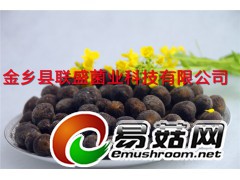 新鲜黑皮鸡枞菌图2