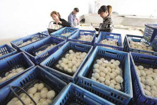 安徽雙孢菇上市 銷量旺 ()