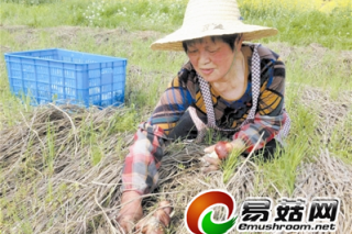 浙江：秸稈育菇 大球蓋菇成功 ()