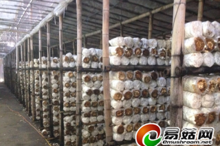 福建羅源：全國最大秀珍菇基地的現(xiàn)代農(nóng)業(yè)之路 ()