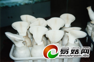 河南：白灵菇栽培技术有新突破