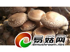 供应鲜香菇，距北京3小时车程，鲜货当日达图1