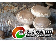 供应鲜香菇，距北京3小时车程，鲜货当日达图2