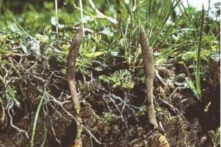 四川康定：提前防范蟲草采挖引發(fā)糾紛 ()