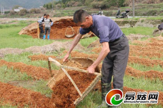 竹蓀行情好  福建邵武規(guī)模化種植達(dá)1.2萬畝 ()