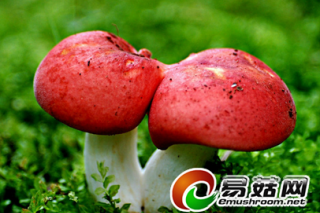 云南省疾控中心組織 毒菌防控培訓(xùn) ()