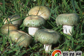 云南野生菌提前上市　明后天可買牛肝菌青頭菌 ()